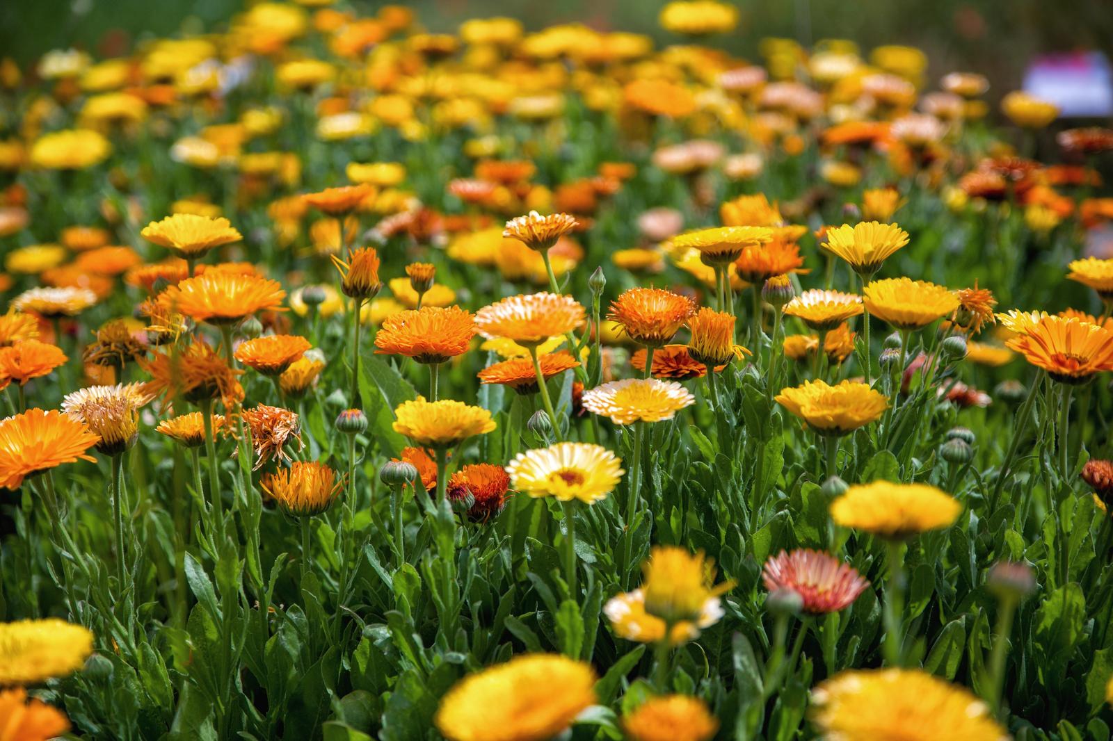 ortobotanico3
